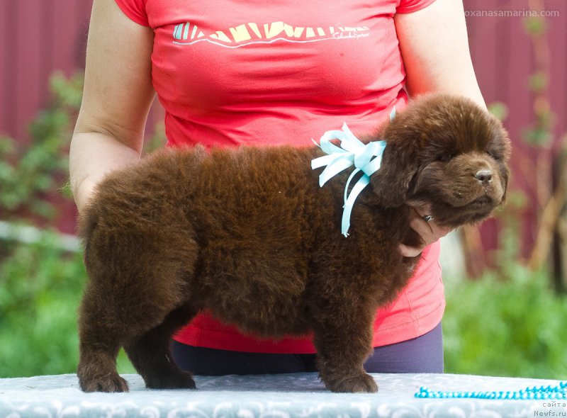 Фото: ньюфаундленд Браунблад МСК Викки Аллан (Brownblood MSK Vikki Allan)