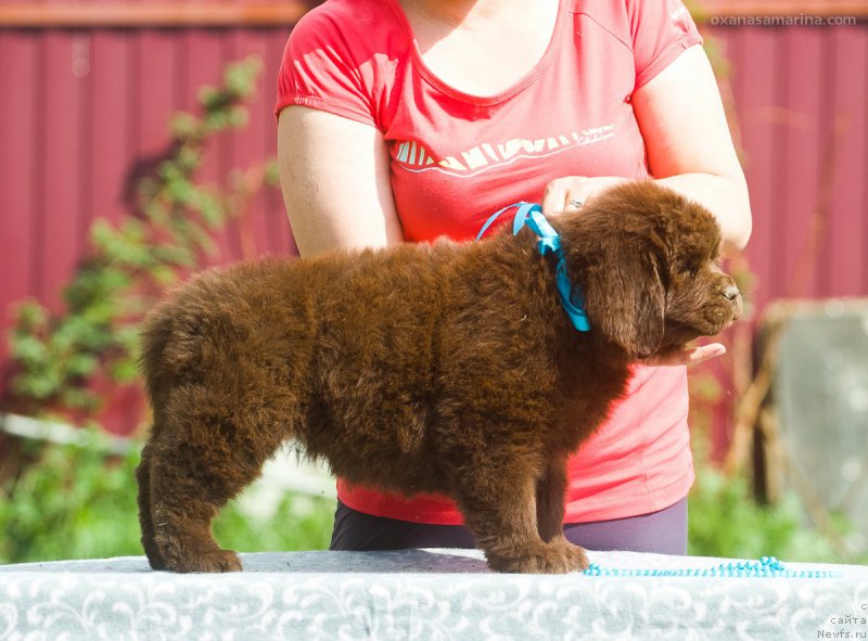Фото: ньюфаундленд Браунблад МСК Бетани Эйс
