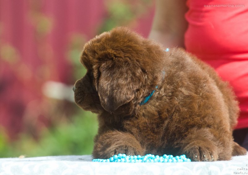 Фотография № 208118