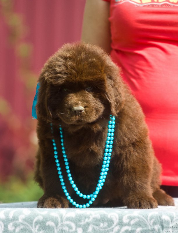 Фото: ньюфаундленд Браунблад МСК Бетани Эйс