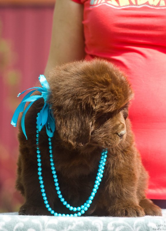 Фотография № 208122