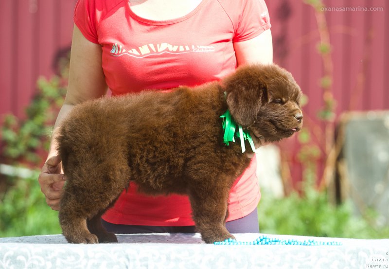 Фото: ньюфаундленд Браунблад МСК Бьярт Арчибальд