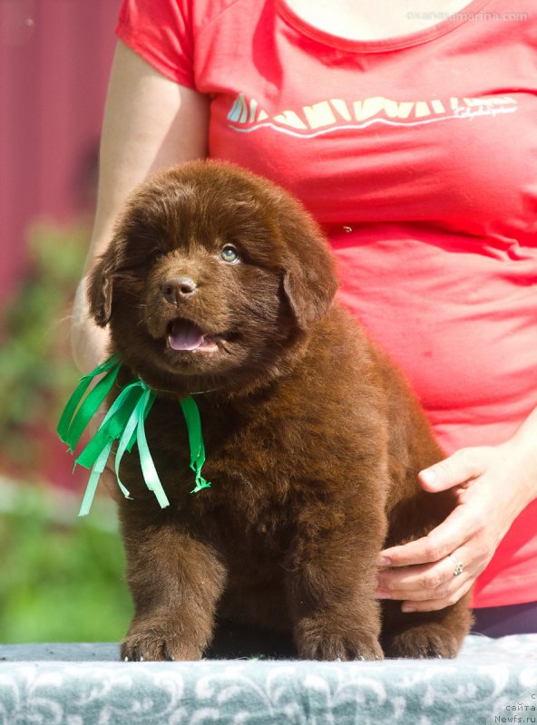 Фото: ньюфаундленд Браунблад МСК Бьярт Арчибальд