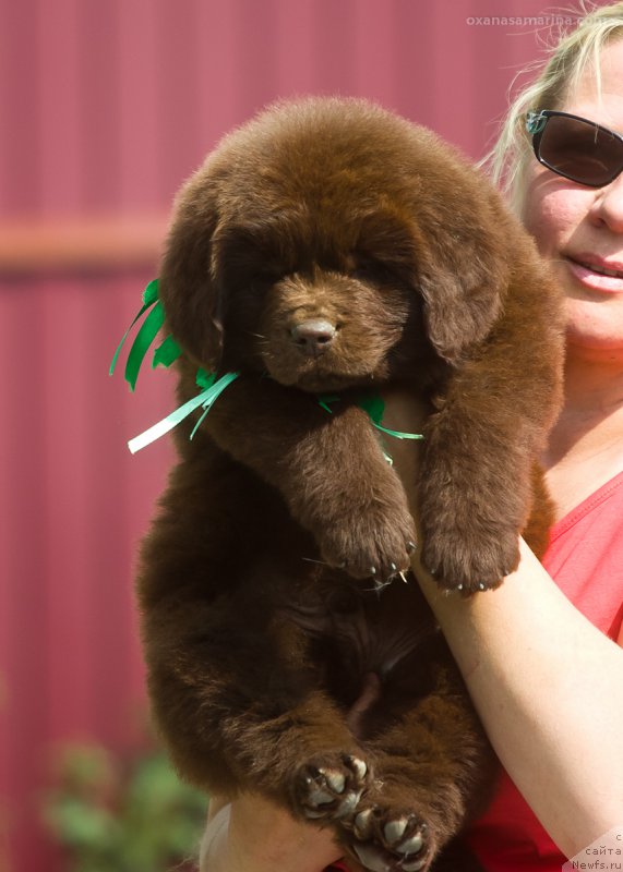 Фото: ньюфаундленд Браунблад МСК Бьярт Арчибальд