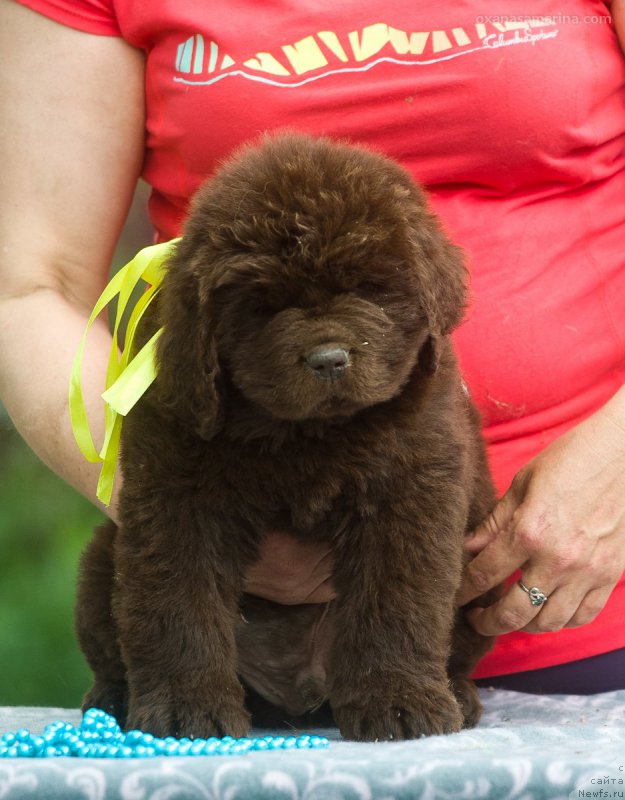 Фото: ньюфаундленд Браунблад МСК Велес Алистер (Brownblood MSK Veles Alister)