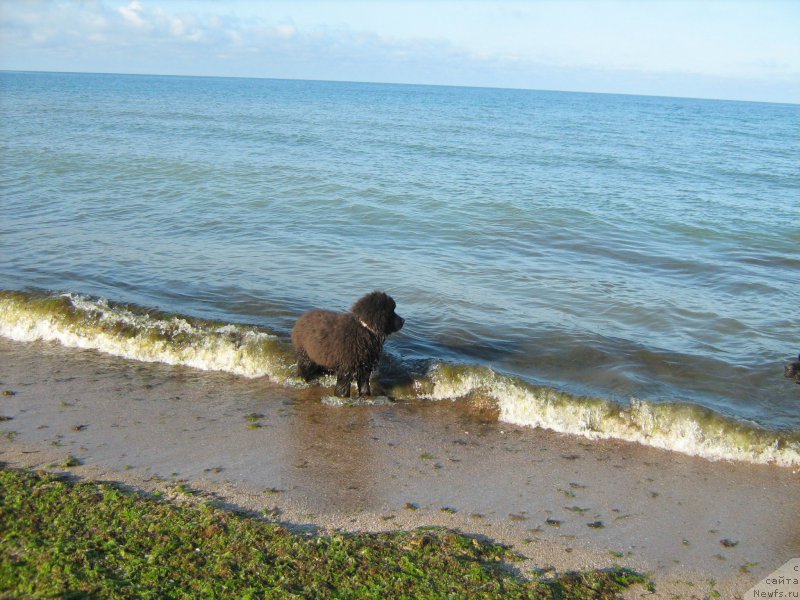 Фото: ньюфаундленд Зимний Дар с Берега Дона (Zimniy Dar s Berega Dona)