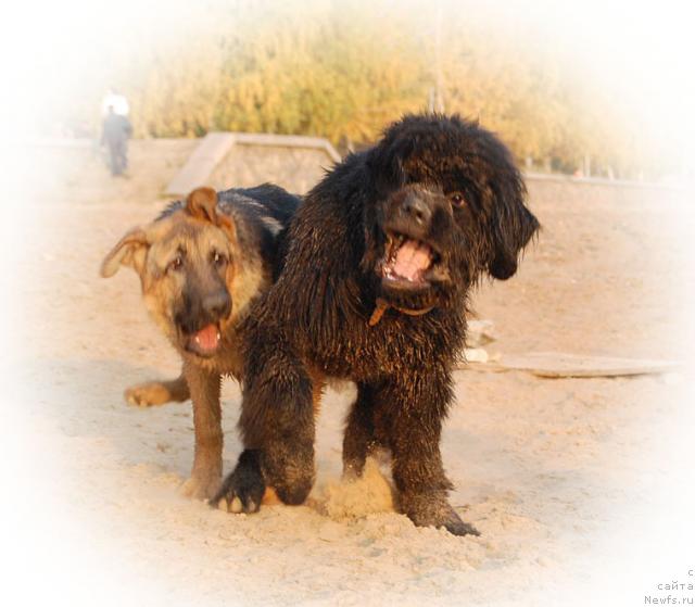 Фото: ньюфаундленд Супер Премиум Вашингтон