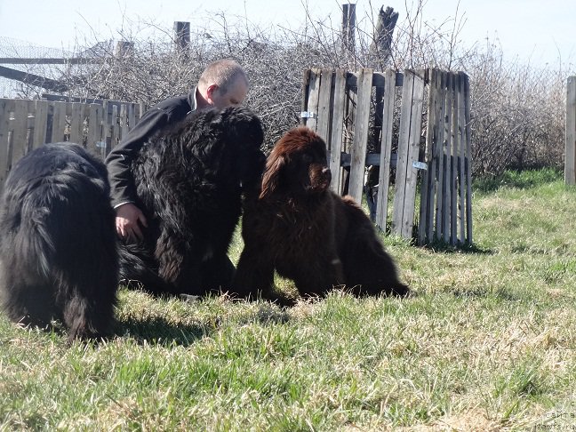 Фото: ньюфаундленд Ньюфорт Ворожея