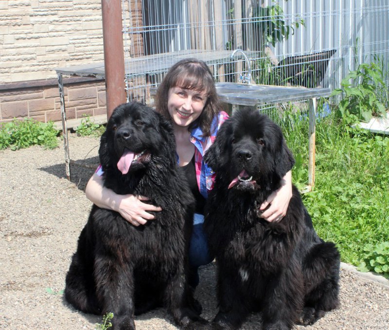 Фото: ньюфаундленд Браунблад МСК Харрикейн Хиггенс (Brownblood MSK Harricane Higgins), Татьяна Гребенюк, ньюфаундленд Мерседес Вялiкi Мядзведзь (Mercedes Vialiki Miadzvedz)