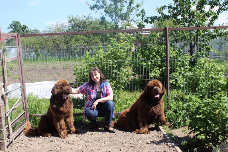 Фото: ньюфаундленд Чарли Де Бест Хелфи Пэл (Charli The Best Helfi Pel), Татьяна Гребенюк, ньюфаундленд Чармер Денкам Бронз (Charmer Denkam Bronze)