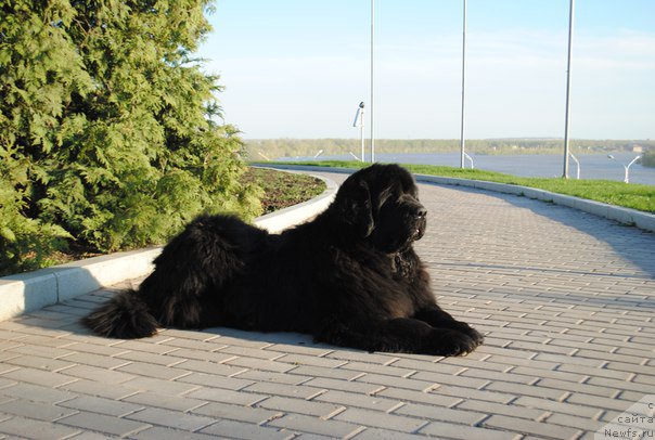 Фото: ньюфаундленд Акватория Келвин Фиона (Aquatoriya Kelvin Fiona)