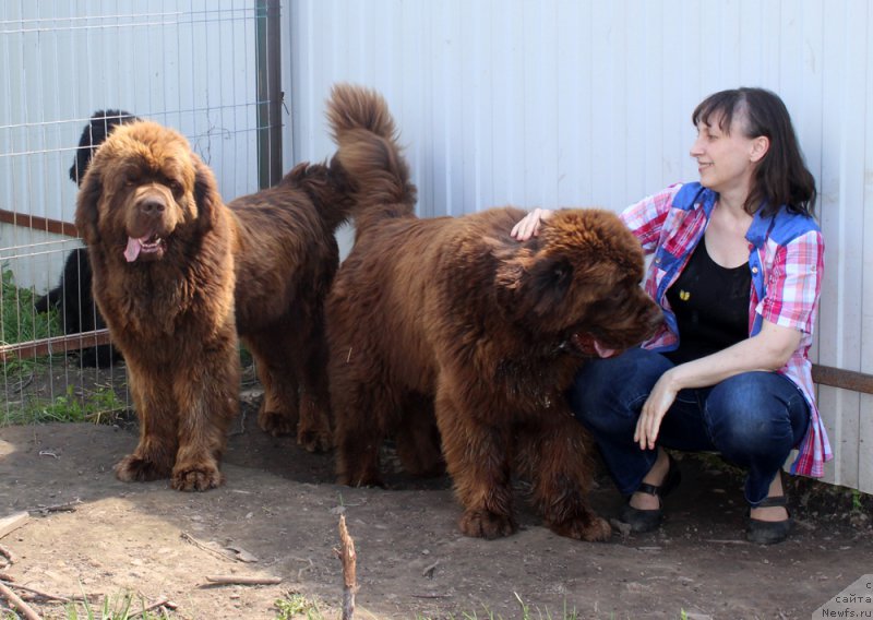 Фото: ньюфаундленд Чарли Де Бест Хелфи Пэл (Charli The Best Helfi Pel), Татьяна Гребенюк, ньюфаундленд Чармер Денкам Бронз (Charmer Denkam Bronze)