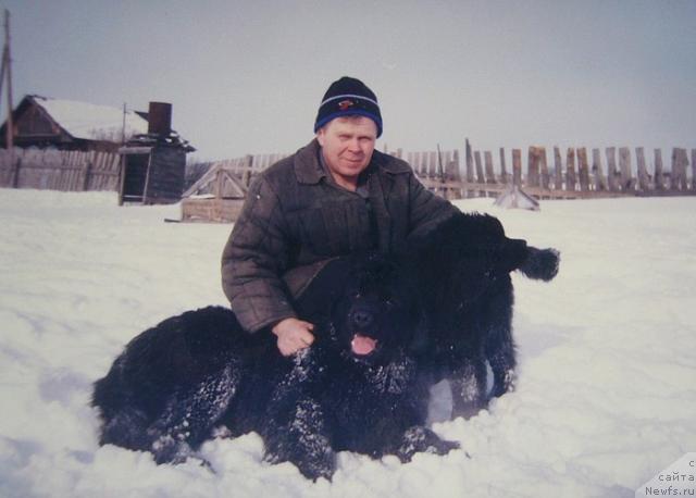 Фото: ньюфаундленд Блэк Долли Пейв Блэк (Blek Dolli Peyv Black), ньюфаундленд Севертан Рожденная Легендой