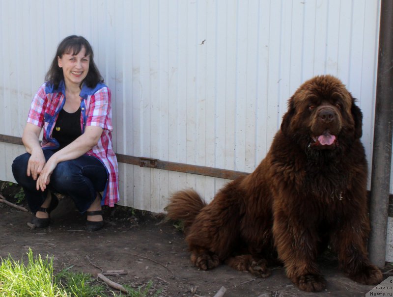Фото: Татьяна Гребенюк, ньюфаундленд Чармер Денкам Бронз (Charmer Denkam Bronze)