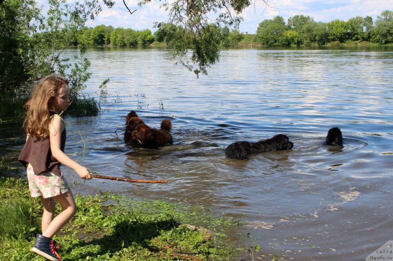 Фото: ньюфаундленд Чармер Денкам Бронз (Charmer Denkam Bronze), ньюфаундленд Чарли Де Бест Хелфи Пэл (Charli The Best Helfi Pel), ньюфаундленд Мерседес Вялiкi Мядзведзь (Mercedes Vialiki Miadzvedz), ньюфаундленд Браунблад МСК Харрикейн Хиггенс (Brownblood MSK Harricane Higgins)