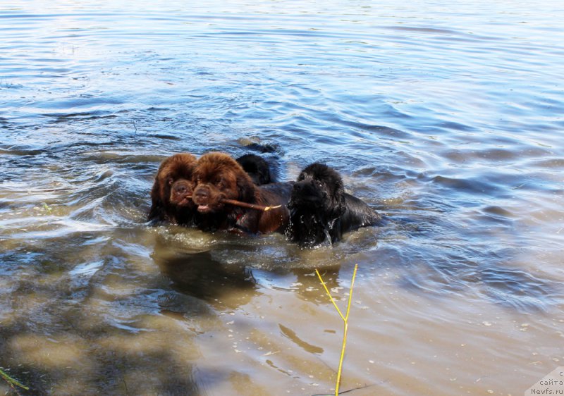 Фото: ньюфаундленд Чармер Денкам Бронз (Charmer Denkam Bronze), ньюфаундленд Чарли Де Бест Хелфи Пэл (Charli The Best Helfi Pel), ньюфаундленд Мерседес Вялiкi Мядзведзь (Mercedes Vialiki Miadzvedz), ньюфаундленд Браунблад МСК Харрикейн Хиггенс (Brownblood MSK Harricane Higgins)