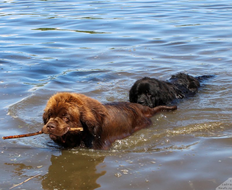 Фото: ньюфаундленд Чарли Де Бест Хелфи Пэл (Charli The Best Helfi Pel), ньюфаундленд Браунблад МСК Харрикейн Хиггенс (Brownblood MSK Harricane Higgins)