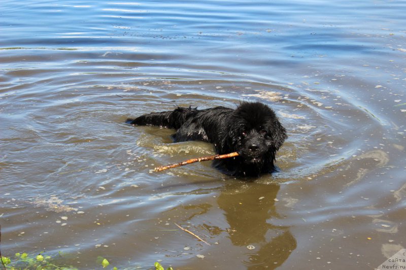Фото: ньюфаундленд Мерседес Вялiкi Мядзведзь (Mercedes Vialiki Miadzvedz)