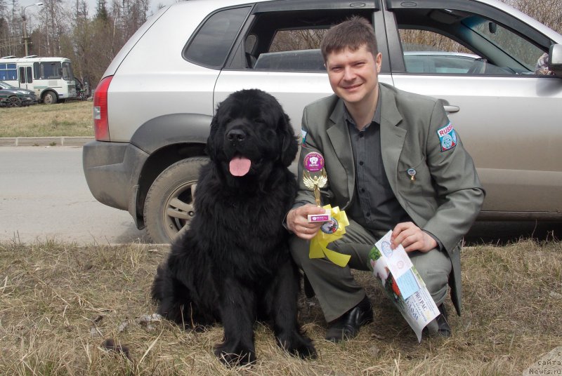 Фото: ньюфаундленд Валмонд Победитель (Valmond Pobeditel)
