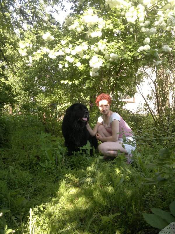 Фото: ньюфаундленд Кумир Мортин (Kumir Mortin), Екатерина Федотова