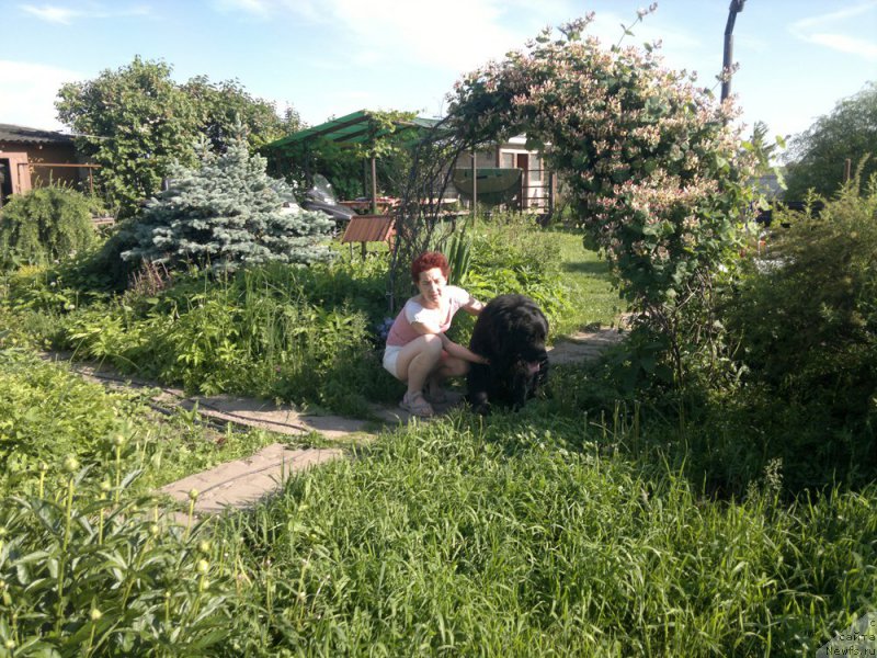 Фото: ньюфаундленд Кумир Мортин (Kumir Mortin), Екатерина Федотова