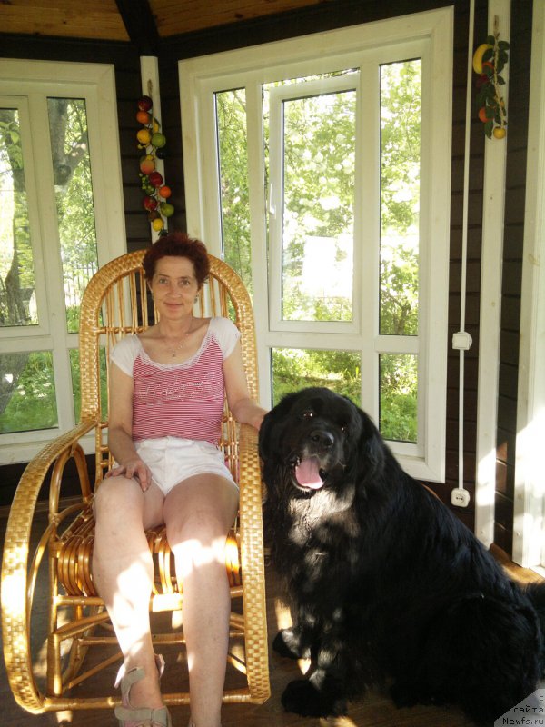 Фото: ньюфаундленд Кумир Мортин (Kumir Mortin), Екатерина Федотова