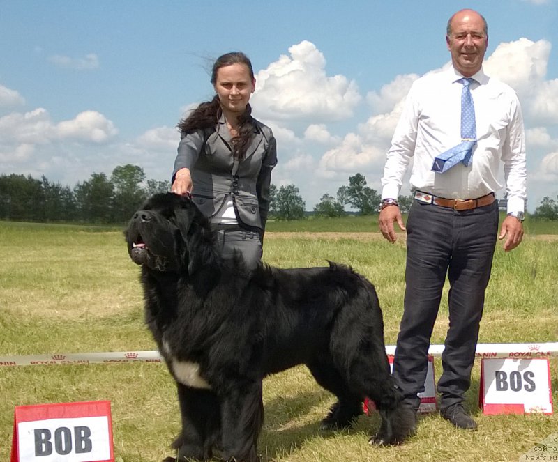 Фото: ньюфаундленд Бегущая по Волнам Чарт Топпер (Beguschaya po Volnam Сhart Topper)