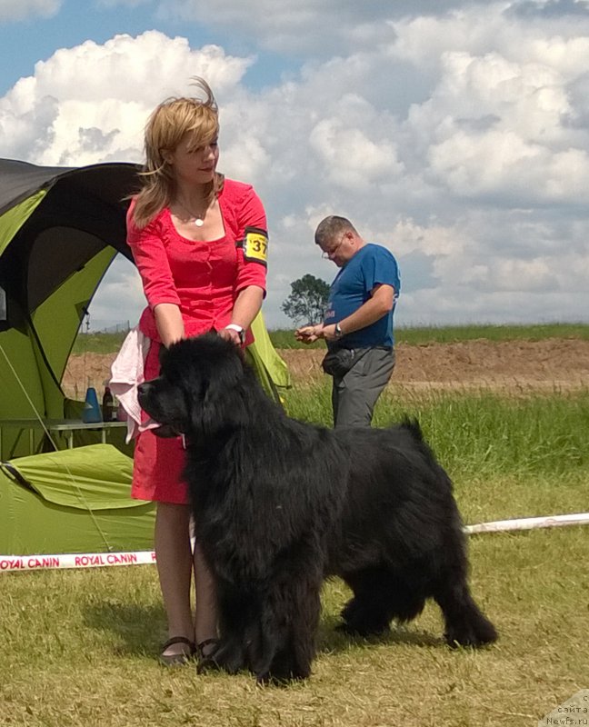 Фото: ньюфаундленд Злато Волмари Босс