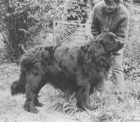 Фото: ньюфаундленд Лорд Евдар