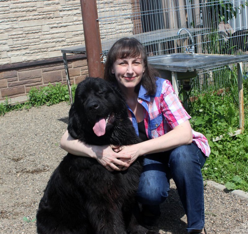 Фото: ньюфаундленд Браунблад МСК Харрикейн Хиггенс (Brownblood MSK Harricane Higgins)