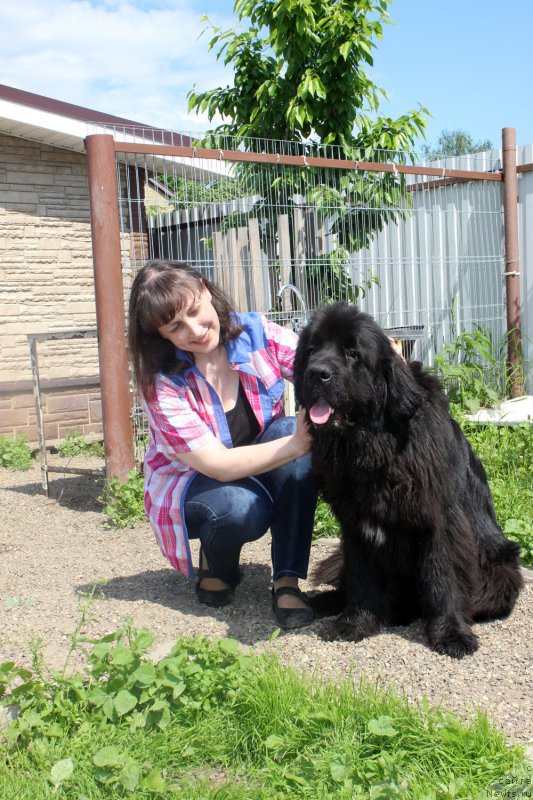 Фото: ньюфаундленд Мерседес Вялiкi Мядзведзь (Mercedes Vialiki Miadzvedz)