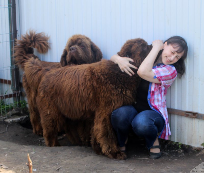 Фото: ньюфаундленд Чармер Денкам Бронз (Charmer Denkam Bronze), ньюфаундленд Чарли Де Бест Хелфи Пэл (Charli The Best Helfi Pel)