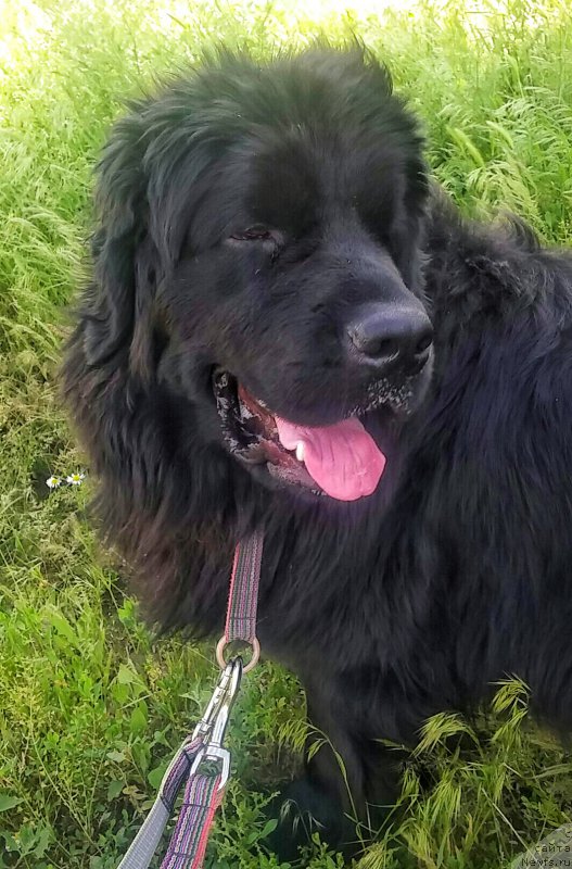 Фото: ньюфаундленд Ньюфорт Дивная Диана