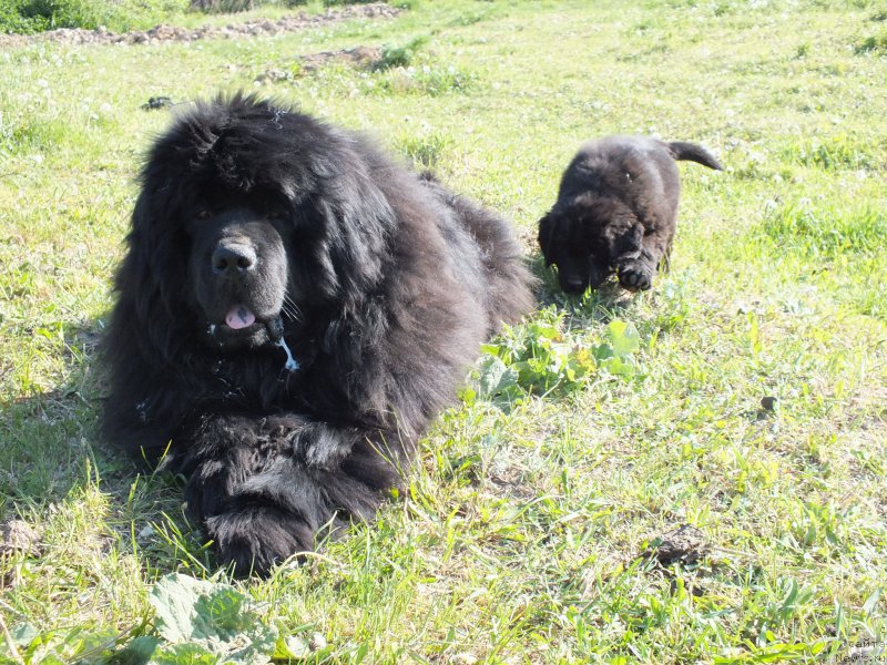 Фото: ньюфаундленд Ньюфорт Бандерас