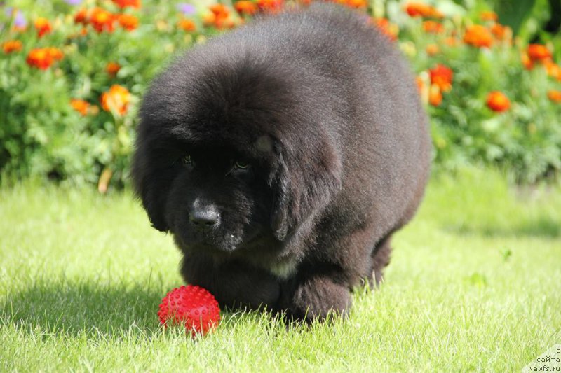 Фото: ньюфаундленд Злато Волмари Босс