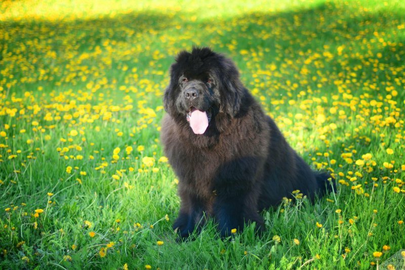 Фото: ньюфаундленд Ричманд Блак Диамонд (Richmand Black Diamond)