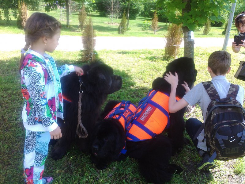 Фото: ньюфаундленд Ангел Хранитель Граффидд (Angel Khranitel Gruffidd), ньюфаундленд Топтыжка Галатея Морская Нереида (Toptyzhka Galatea Morskaya Nereida), ньюфаундленд Топтыжка Герой Нашего Времени (Toptyzhka Geroy Nashego Vremeni)