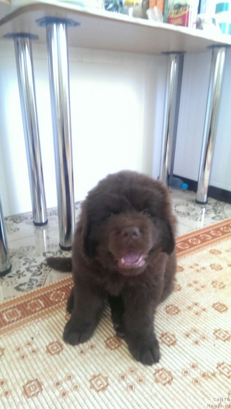 Фото: ньюфаундленд Браунблад МСК Брем Берри