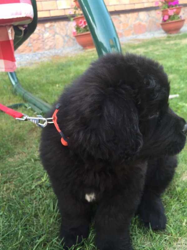 Фото: ньюфаундленд Браунблад МСК Бреда Коллин