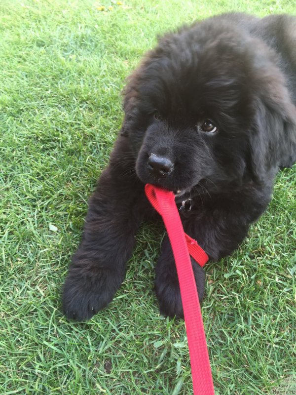 Фото: ньюфаундленд Браунблад МСК Бреда Коллин