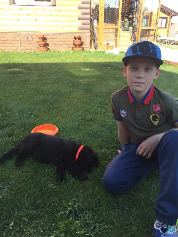 Фото: ньюфаундленд Браунблад МСК Бреда Коллин