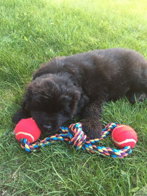 Фото: ньюфаундленд Браунблад МСК Бреда Коллин