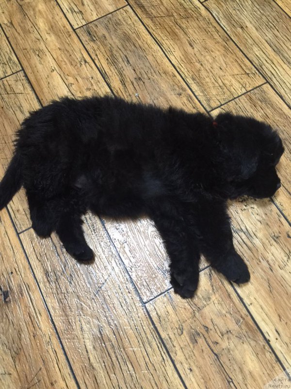 Фото: ньюфаундленд Браунблад МСК Бреда Коллин