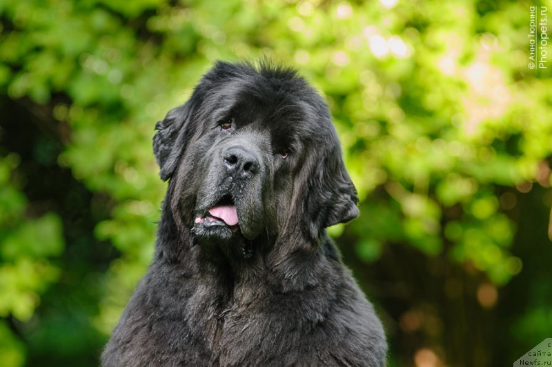 Фото: ньюфаундленд Дюрбахлер Клаб Альфаретта Виньетта