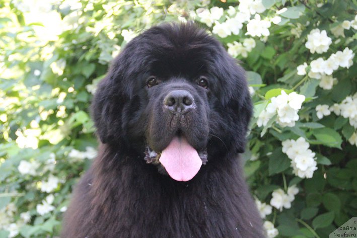 Фото: ньюфаундленд Top Winner Midnight Bear