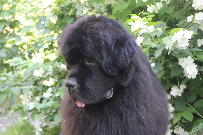 Фото: ньюфаундленд Top Winner Midnight Bear