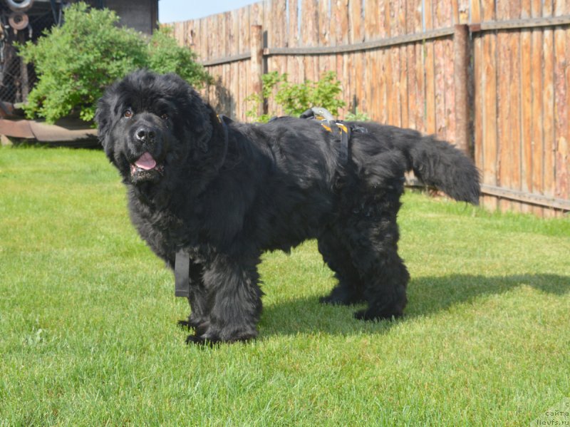 Фотография № 208274