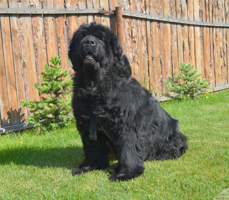 Фото: ньюфаундленд Юнспотид Хай Из Медвежьего Яра (Yunspotid Hay iz Medvejyego Yara)