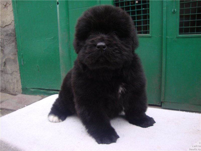 Фото: ньюфаундленд Вип Коллекшн Алания