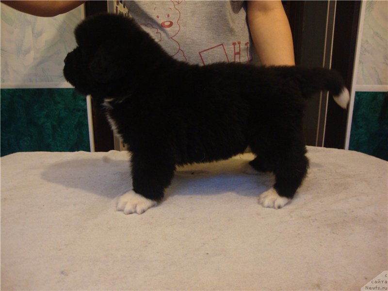 Фото: ньюфаундленд Вип Коллекшн Аваланш